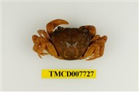 藏品(拉氏清溪蟹)的圖片